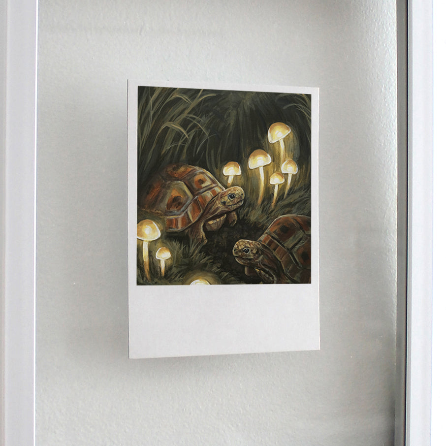 Turtles - Polaroid