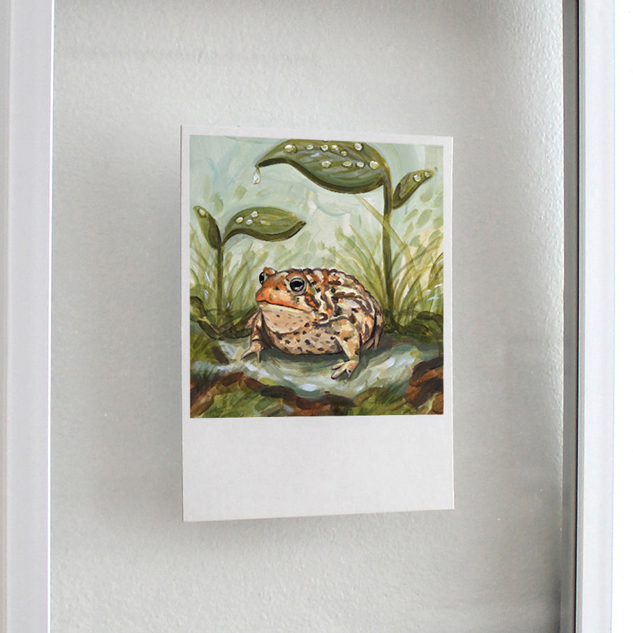 American Toad - Polaroid