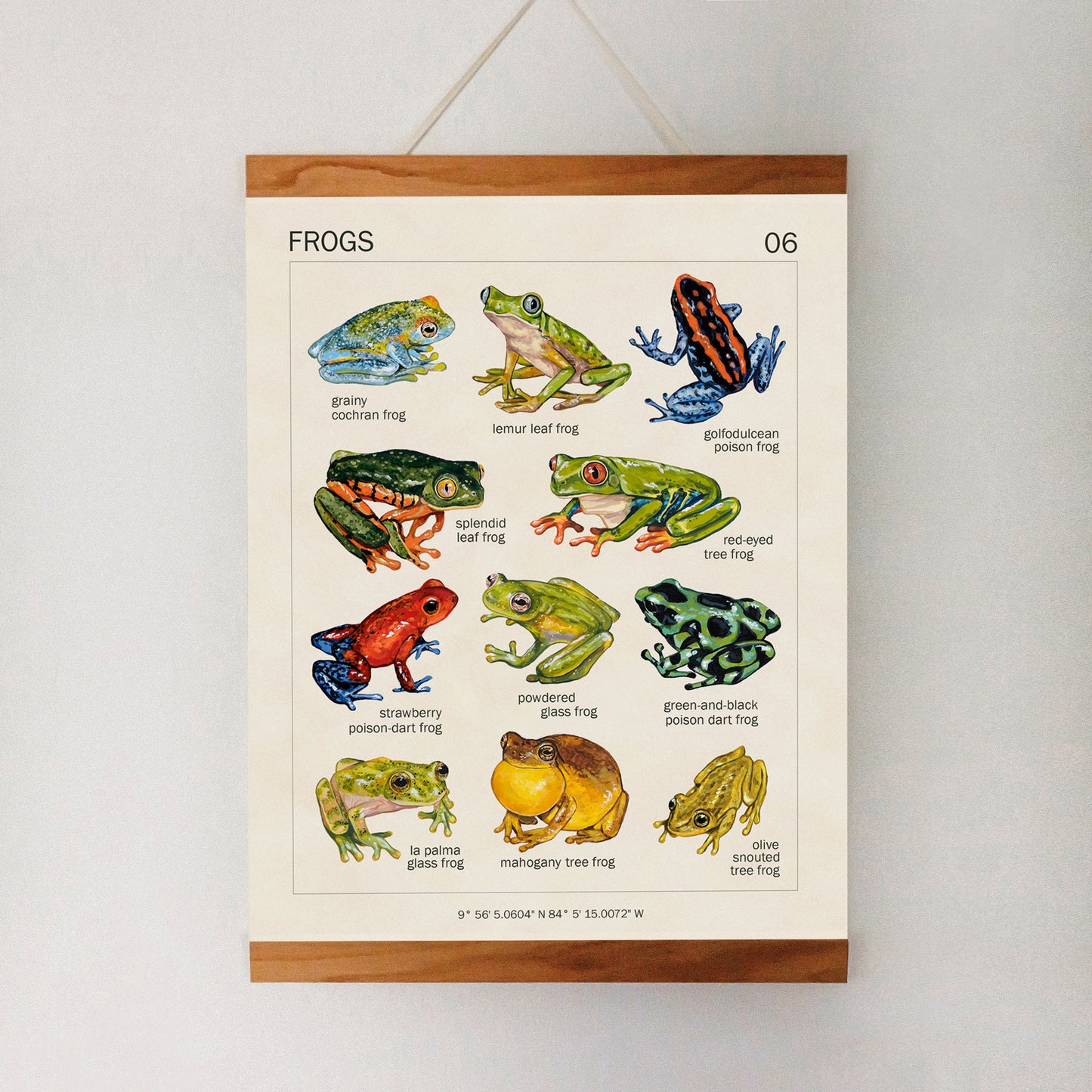Frogs from Costa Rica - Art Print