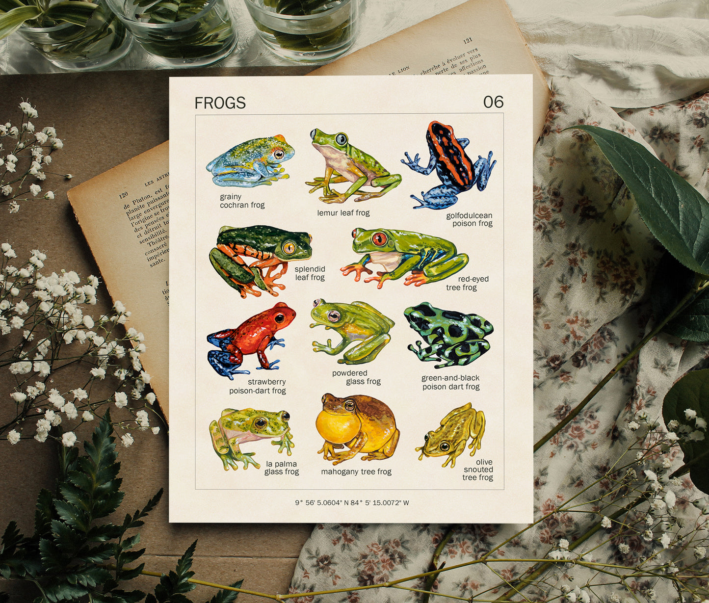 Frogs from Costa Rica - Art Print