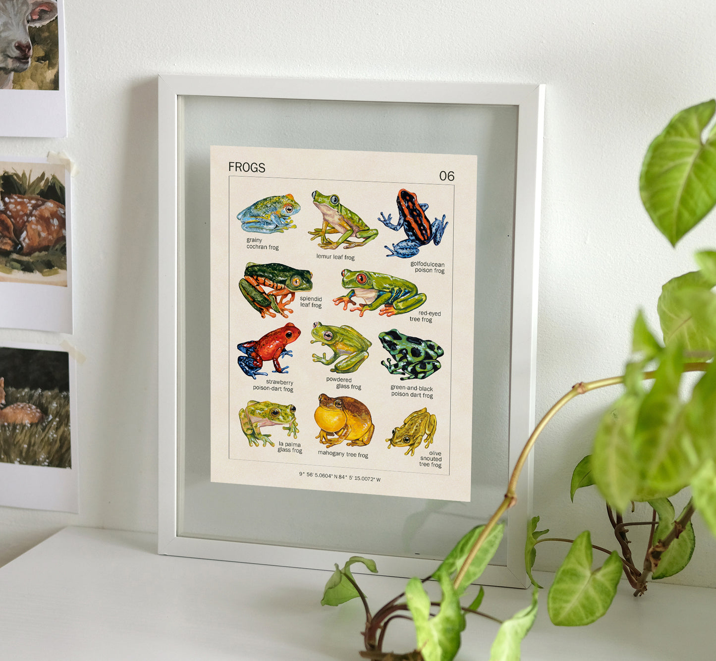 Frogs from Costa Rica - Art Print