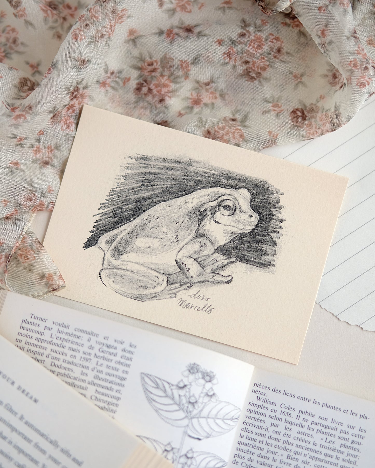 Rainette du Japon - Impression