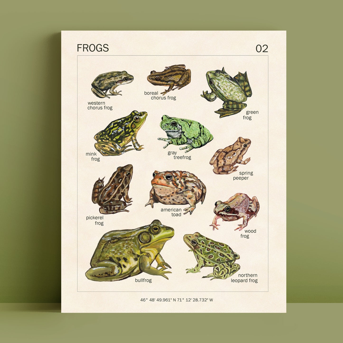 Grenouilles du Québec - Reproduction d'art