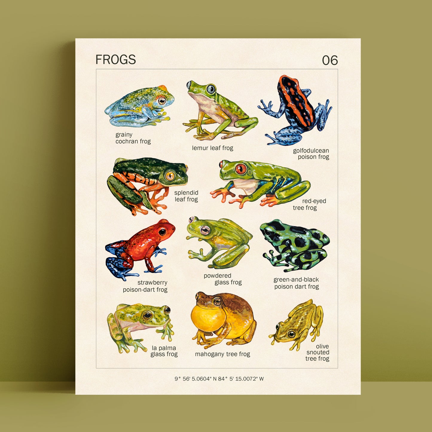 Frogs from Costa Rica - Art Print