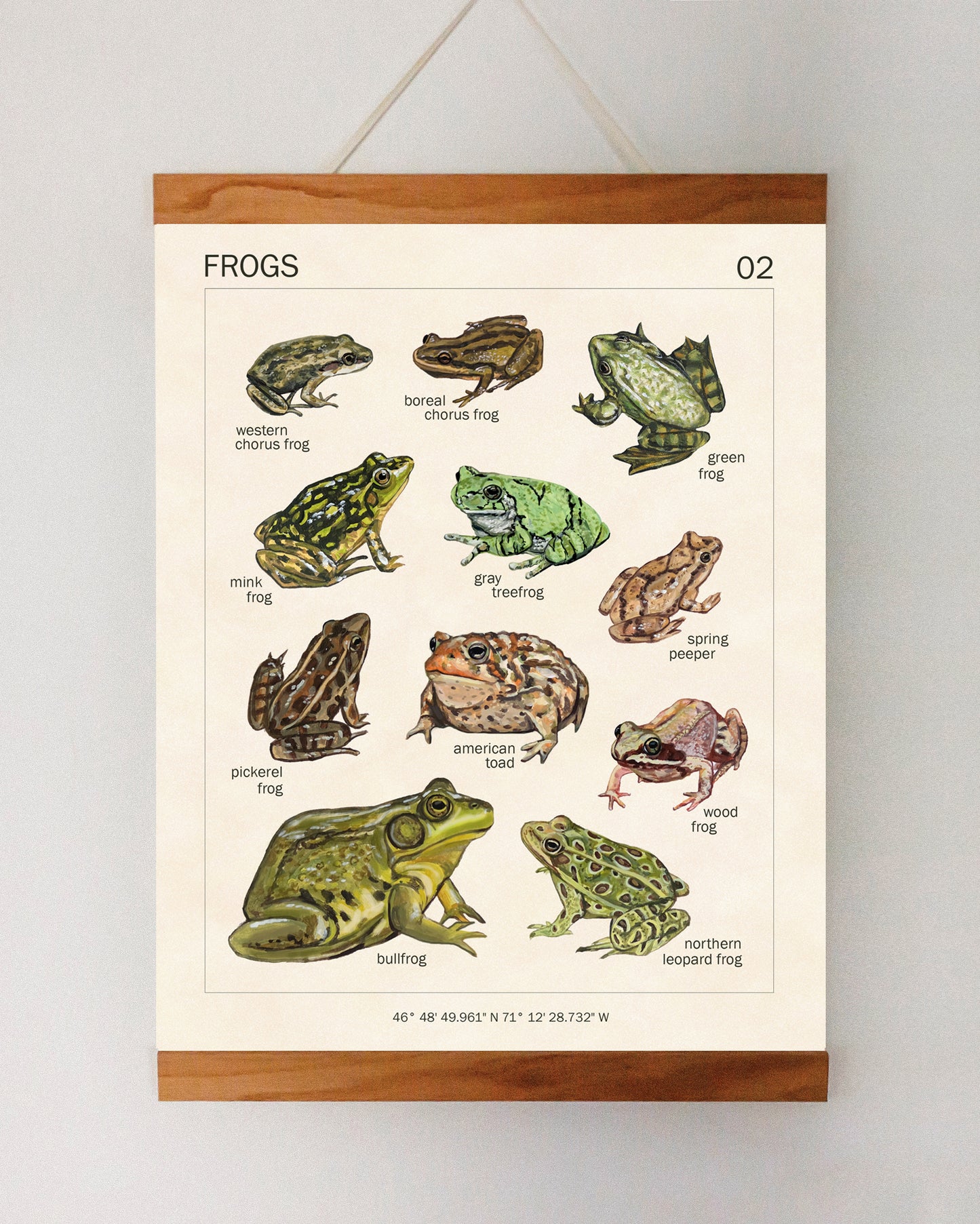 Grenouilles du Québec - Reproduction d'art