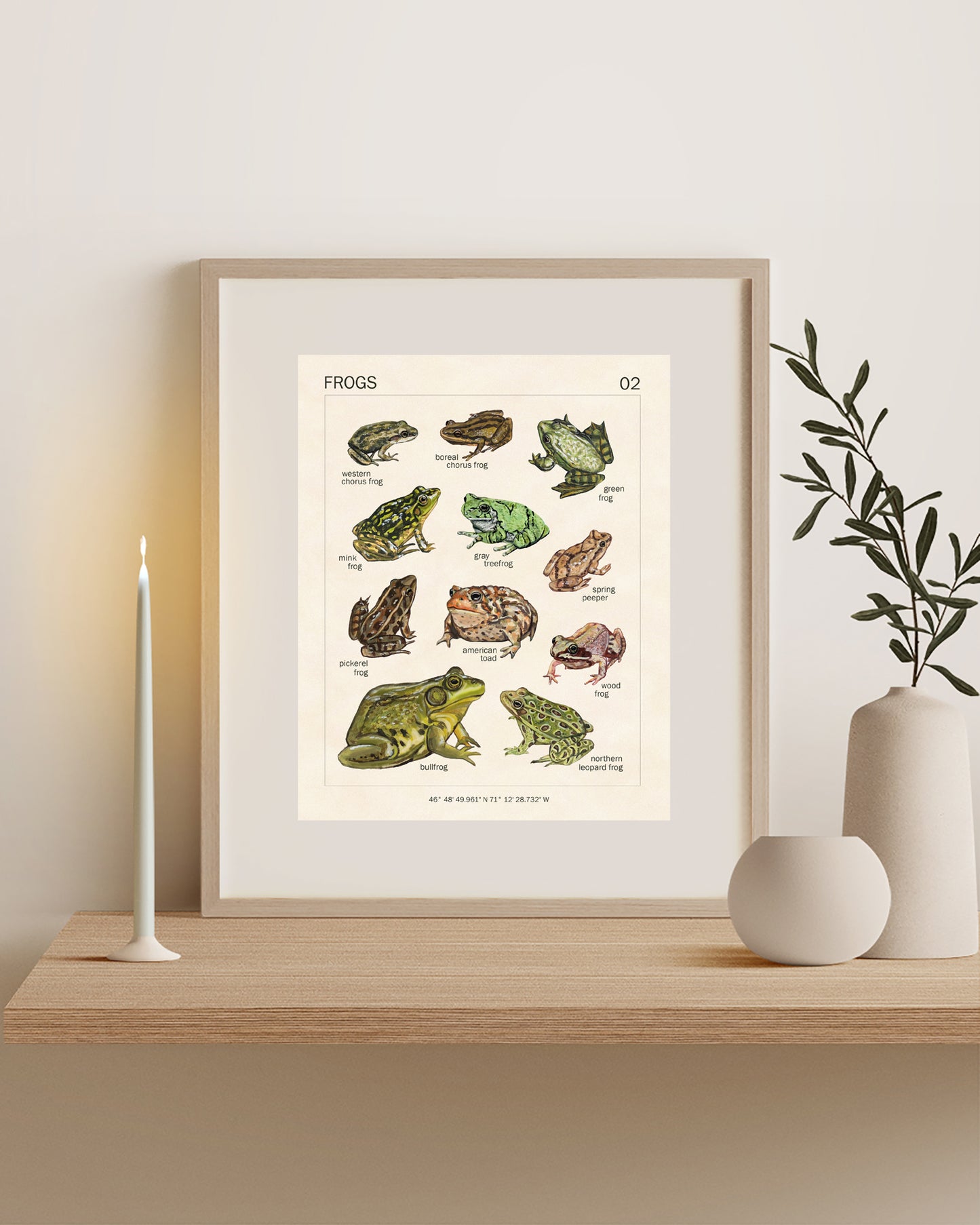Grenouilles du Québec - Reproduction d'art