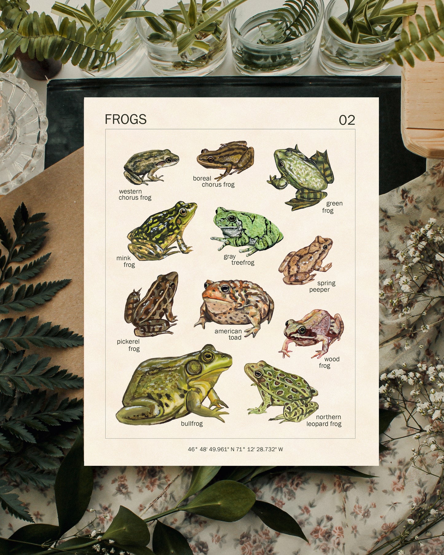 Grenouilles du Québec - Reproduction d'art