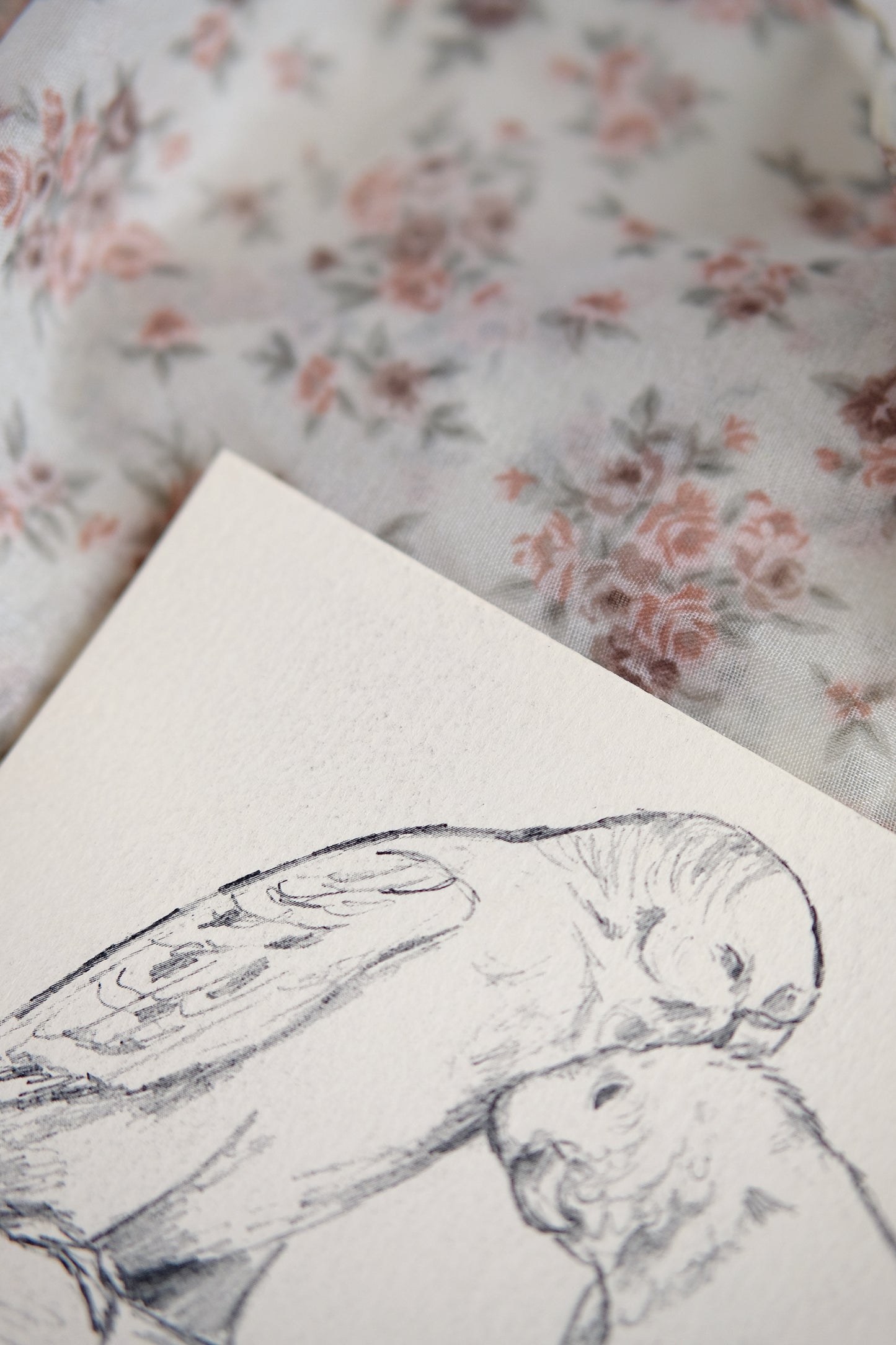 Perruche - Impression