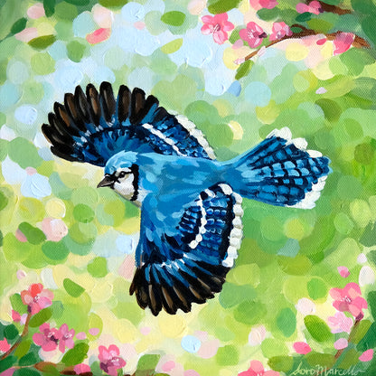 Geai bleu - Original