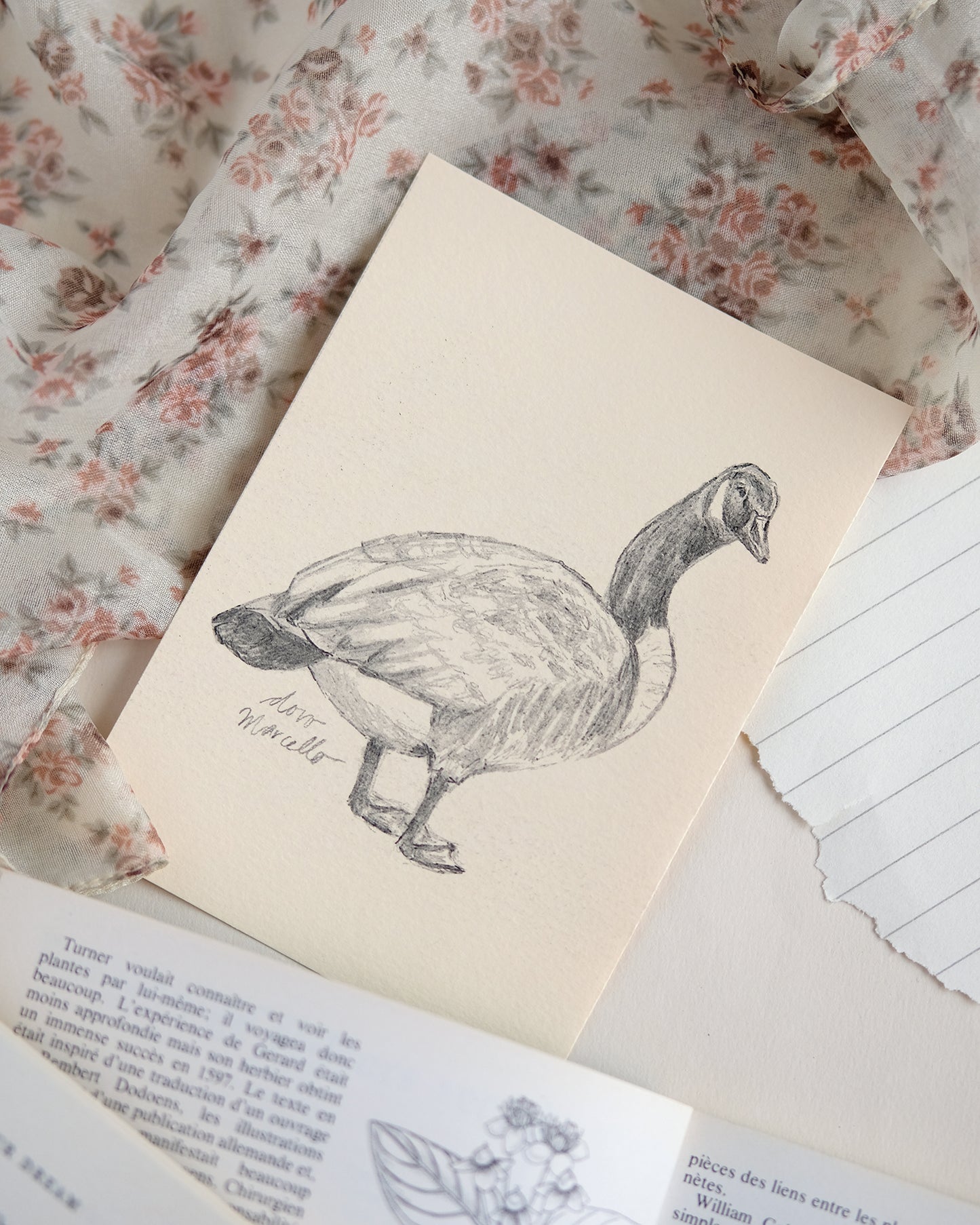 Bernaches du Canada - Impression