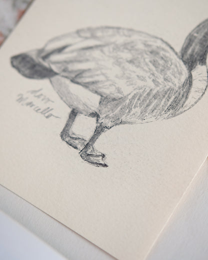 Bernaches du Canada - Impression