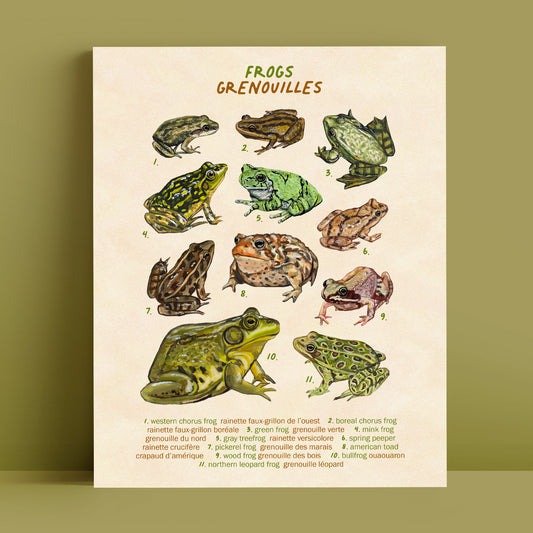 Grenouilles du Québec - Reproduction d'art