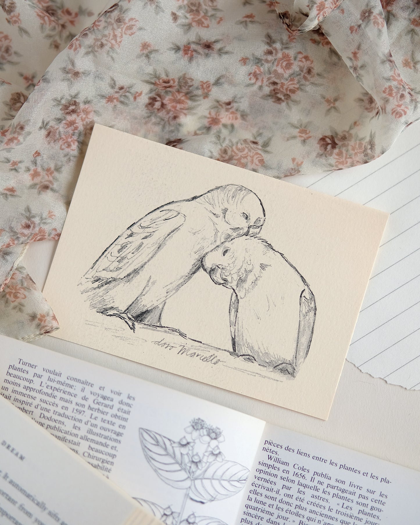 Perruche - Impression