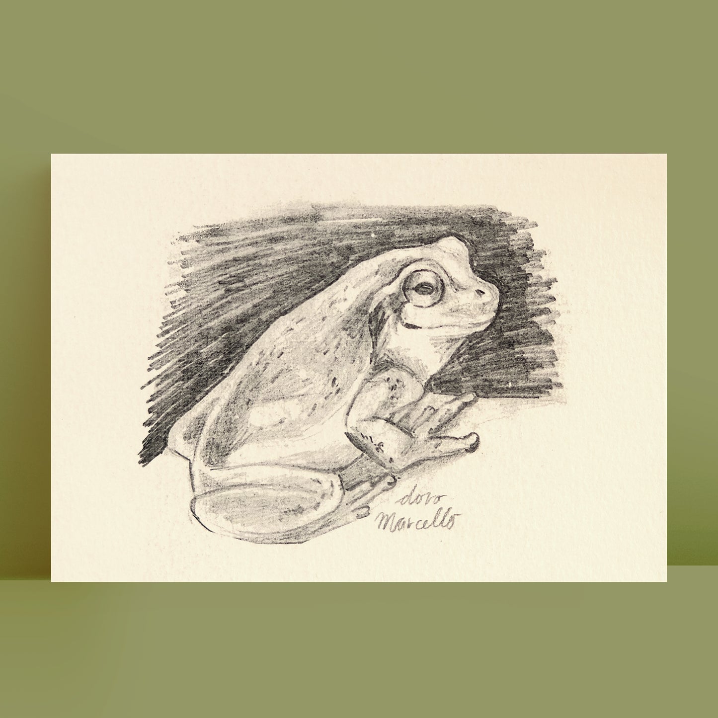 Rainette du Japon - Impression