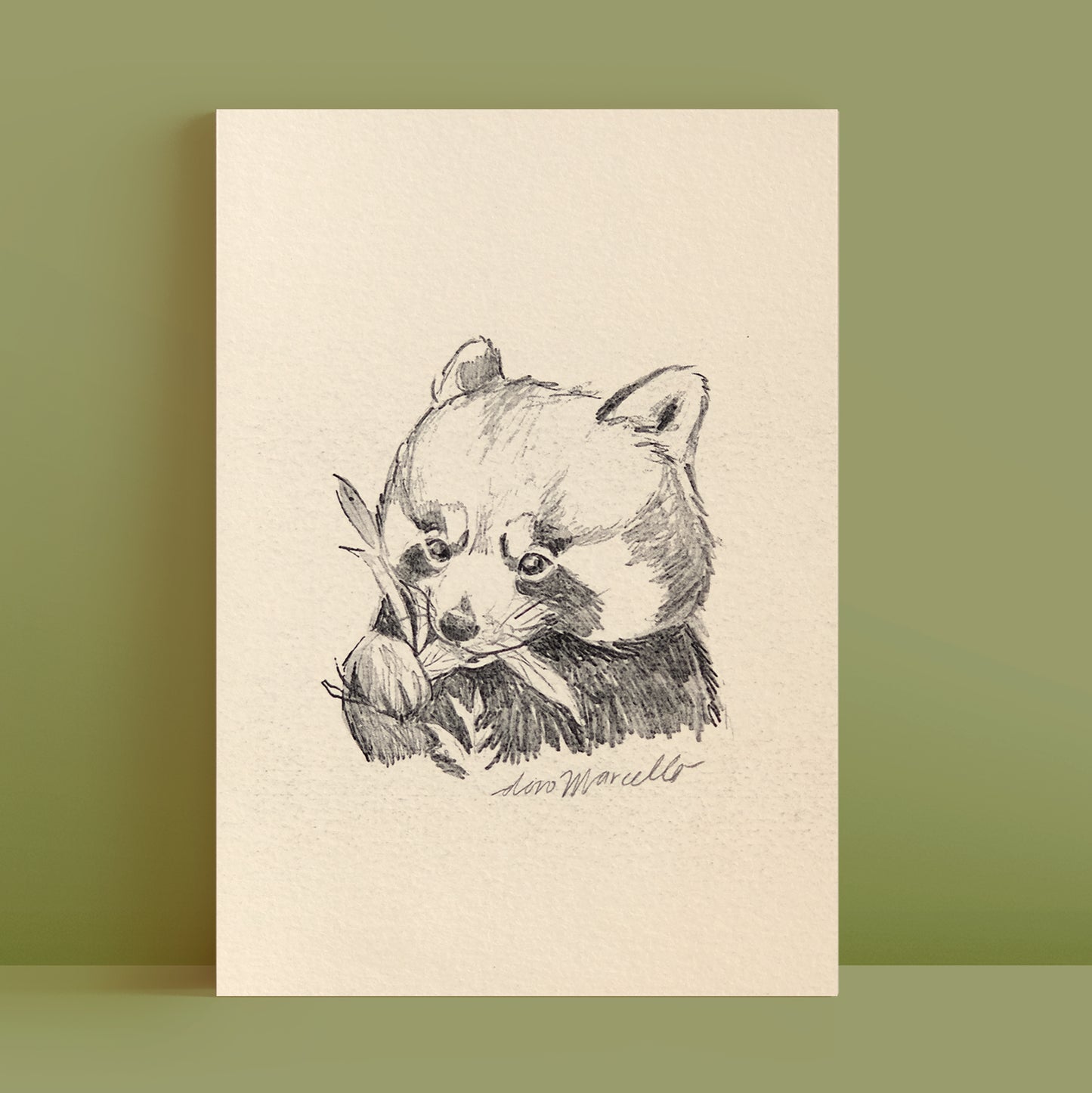 Panda roux - Impression