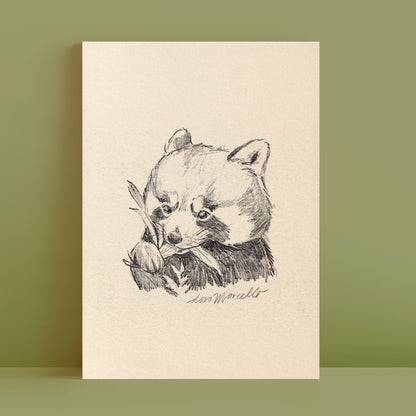 Panda roux - Impression